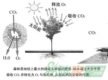 分析森林生態系統中的碳循環及作用